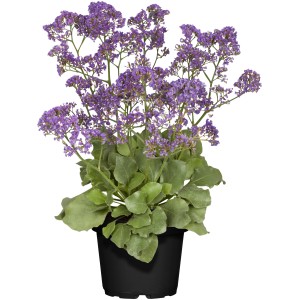 Meerlavendel Salt Lake im Topf, violette Blüten, ca. 21 cm Topf-Ø, Zierpflanze für Steingärten.