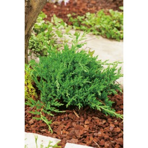 Grüner OBI Teppich-Wacholder Prince of Wales im 2 l Topf, Bodendecker für den Garten.