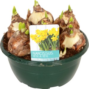 Gelbe Narzisse 'Teté a Teté' im Topf (Ø 16cm) als Frühjahrsbepflanzung für Balkon & Terrasse.