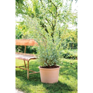 Weißer Deroma Pflanztopf Zylinder Bordato 38 cm aus Terrakotta im Garten.