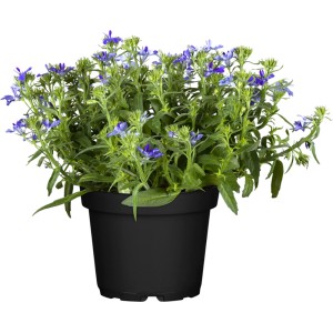 Blühende, hellblaue Männertreu (Lobelia richardii) im schwarzen Topf, ca. 12 cm Ø.