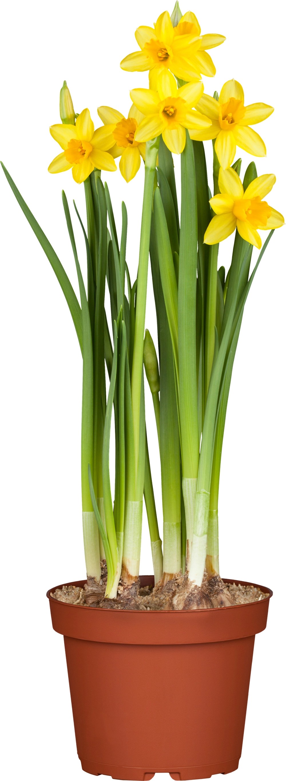 GROW by OBI Narzisse "Tete a Tete" TopfØ ca. 12 cm Narcissus cyclamine