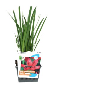 Spaltgriffel Major im Topf, rote Blüten, Wasserpflanze für den Gartenteich.