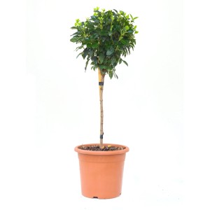 GROW by OBI Lorbeer-Schneeball Ministamm im Topf, ca. 60cm hoch.
