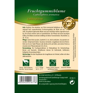 Samentüte Quedlinburger Fruchtgummiblume: Gelbe, runde Blüten, die nach Gummibärchen duften.