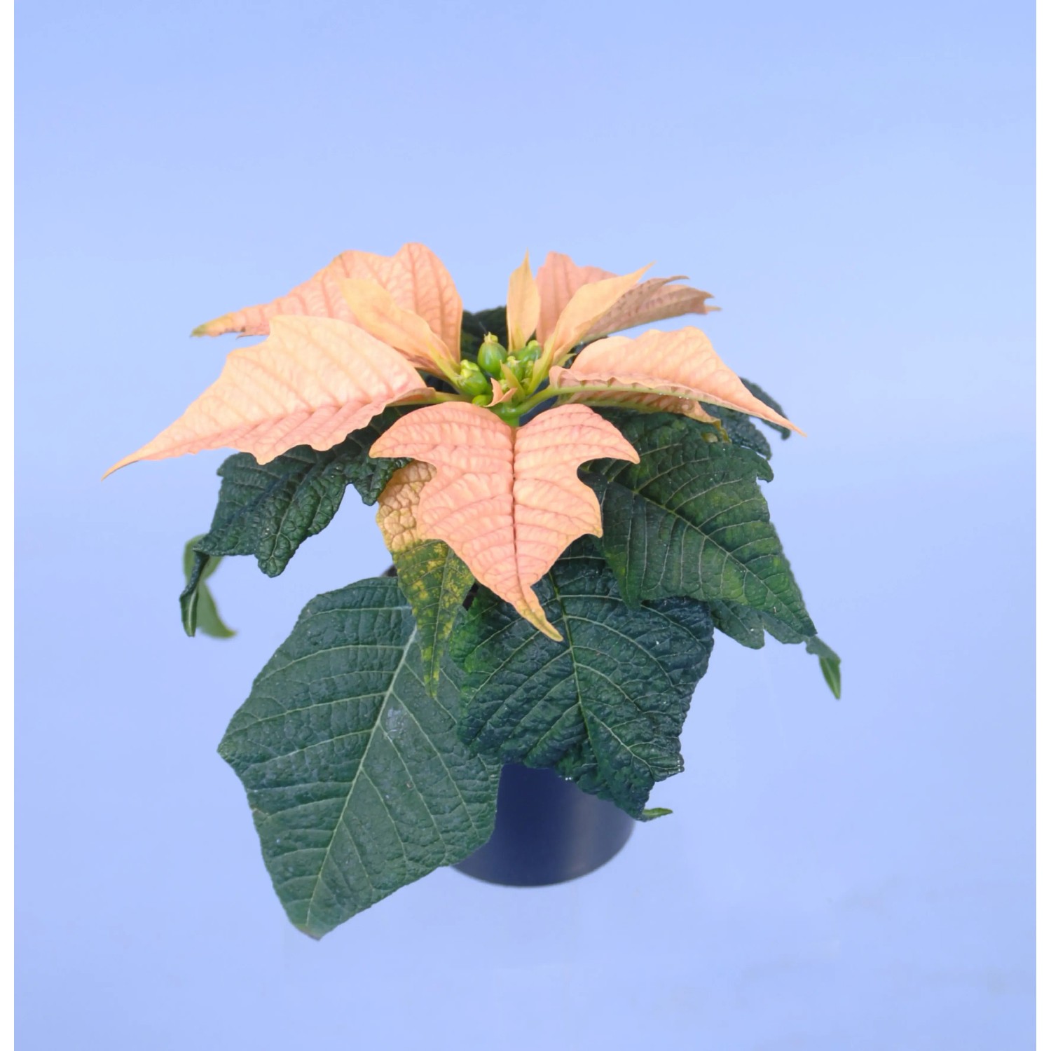 zimmerpflanzen ficus Ficus Benjamina geflochtener Stamm | 130cm main image 0