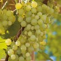 Helle OBI Weinrebe (Vitis) mit gelben Trauben und grünen Blättern an einer Rankhilfe.