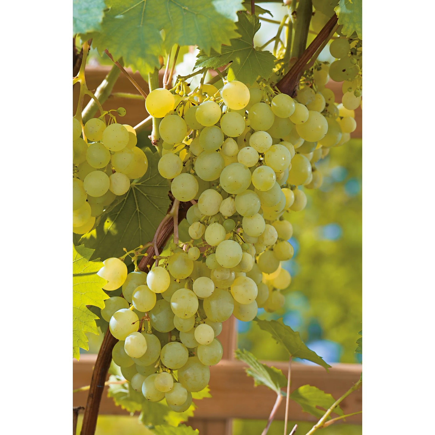 Helle OBI Weinrebe (Vitis) mit gelben Trauben und grünen Blättern an einer Rankhilfe.
