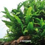 Dennerle Aquariumpflanze Microsorum Pteropus, Javafarn auf Wurzelholz für Aquarium.