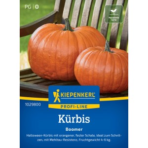 Kiepenkerl Kürbis Boomer F1-Hybride, orangefarbene Halloween-Kürbisse auf einer Holzbank.