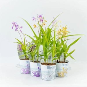 Gartenorchidee Bletilla Hybrid im Farbmix, Topf ca. 18cm, verschiedene Blütenfarben.