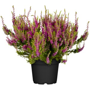 Knospenheide GG Milva im Topf, rote Blüten. Winterharte Calluna vulgaris für Balkon und Garten.