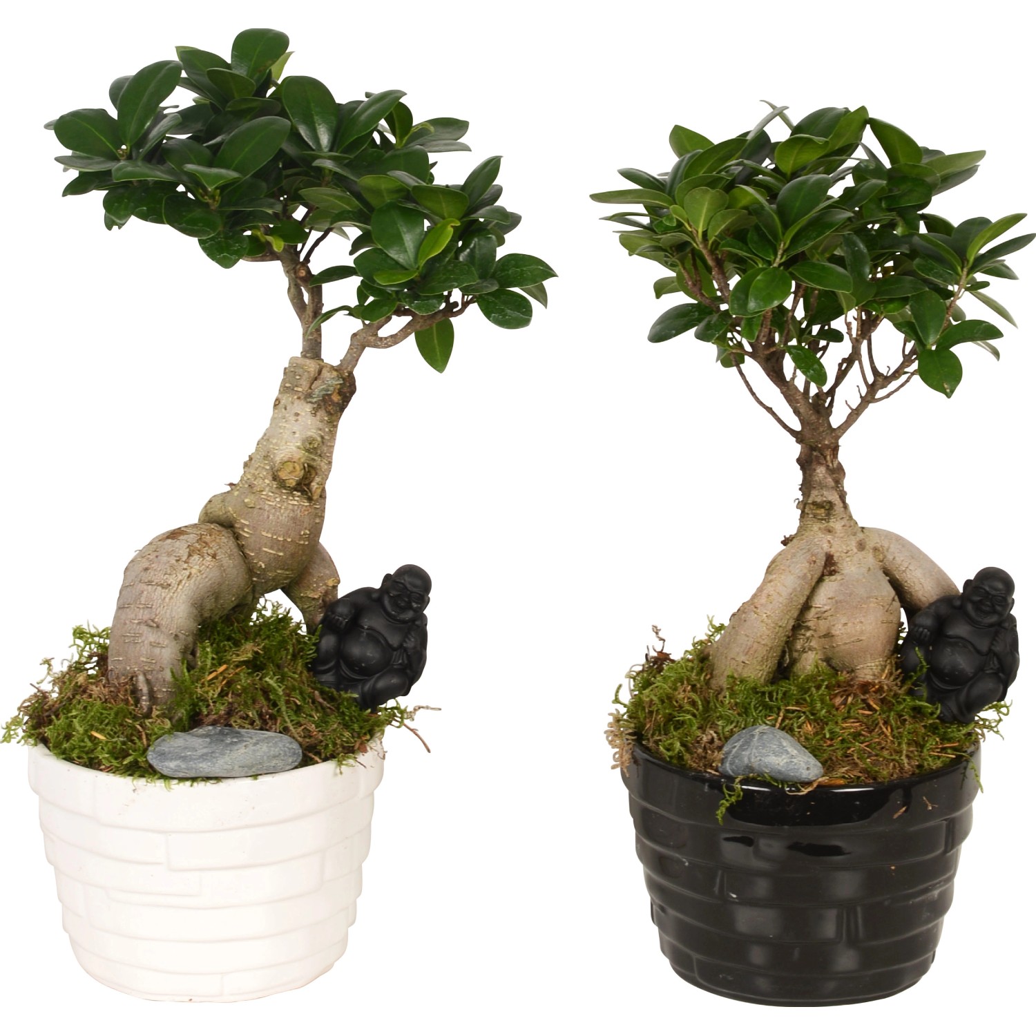 BonsaiArrangement "Ficus Ginseng" im Keramik TopfØ ca. 17 cm kaufen