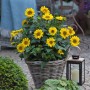 Strahlende Stauden-Sonnenblume 'Suncatcher' im Korb, ca. 25cm hoch. Gelbe Blütenpracht für Beet und Balkon.