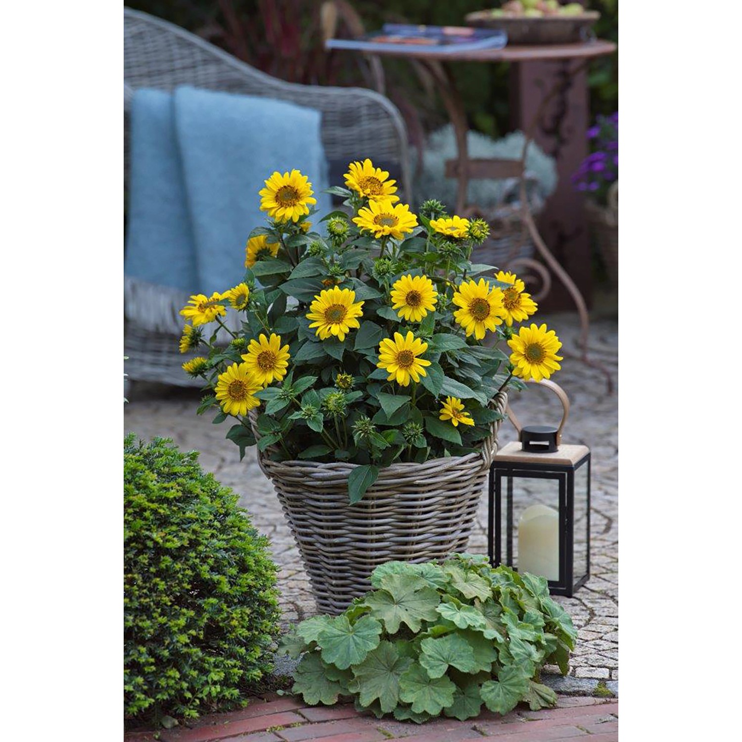 GROW by OBI StaudenSonnenblume Höhe ca. 25 cm Helianthus atrorubens