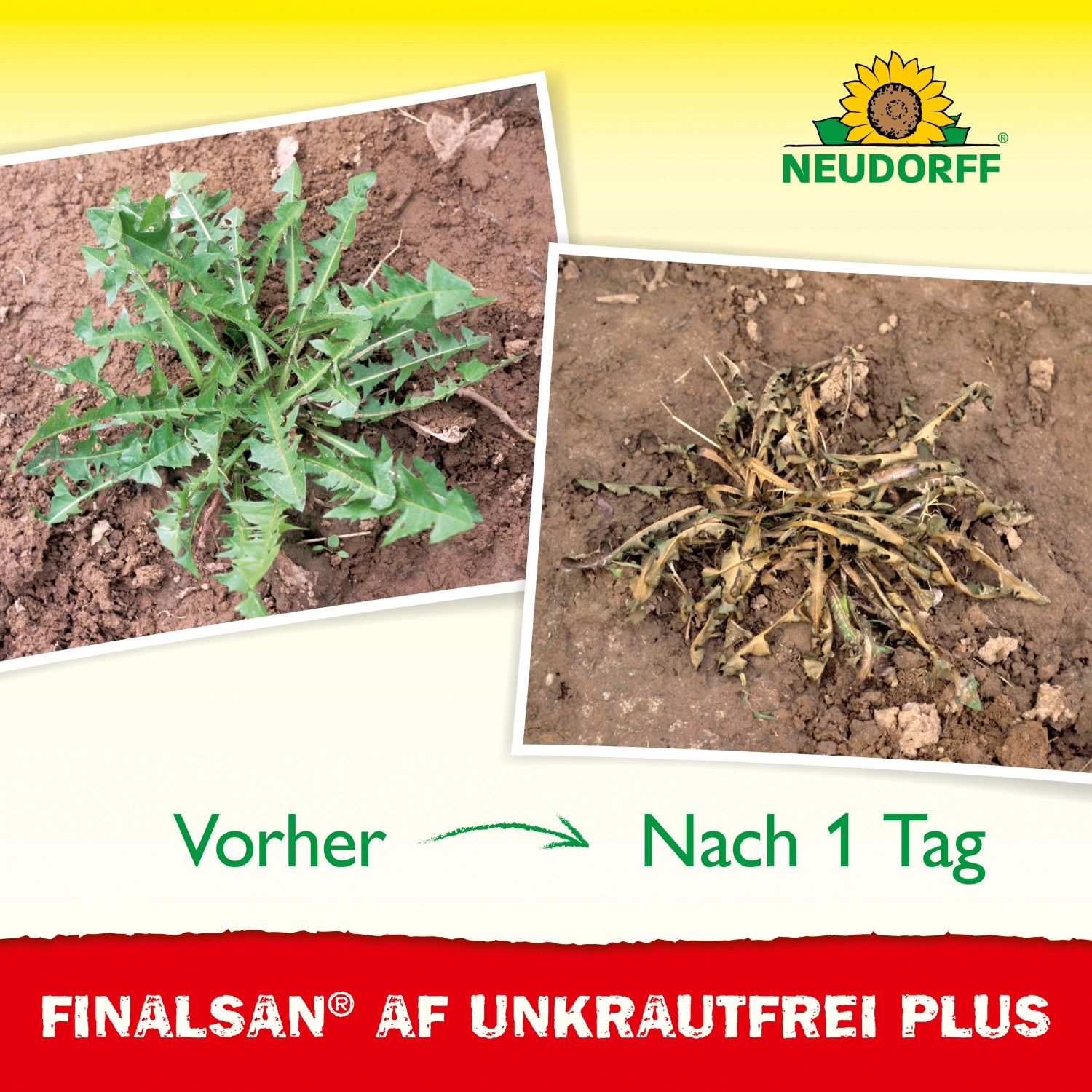 Vorher-Nachher-Vergleich: Unkrautvernichtung mit Neudorff Finalsan AF Unkraut-Frei Plus.