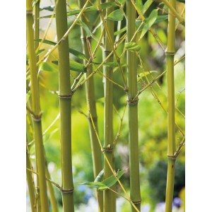 Bisset-Bambus (Phyllostachys bissetii) im Topf, grüne Halme und Blätter, ideal als Sichtschutz.