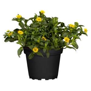 Husarenknopf im Topf: Gelb blühende, bodendeckende Sanvitalia procumbens im schwarzen Pflanzkübel.