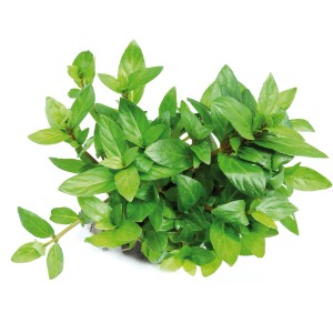 Dennerle Plants Aquariumpflanze Staurogyne Repens mit grünen Blättern.