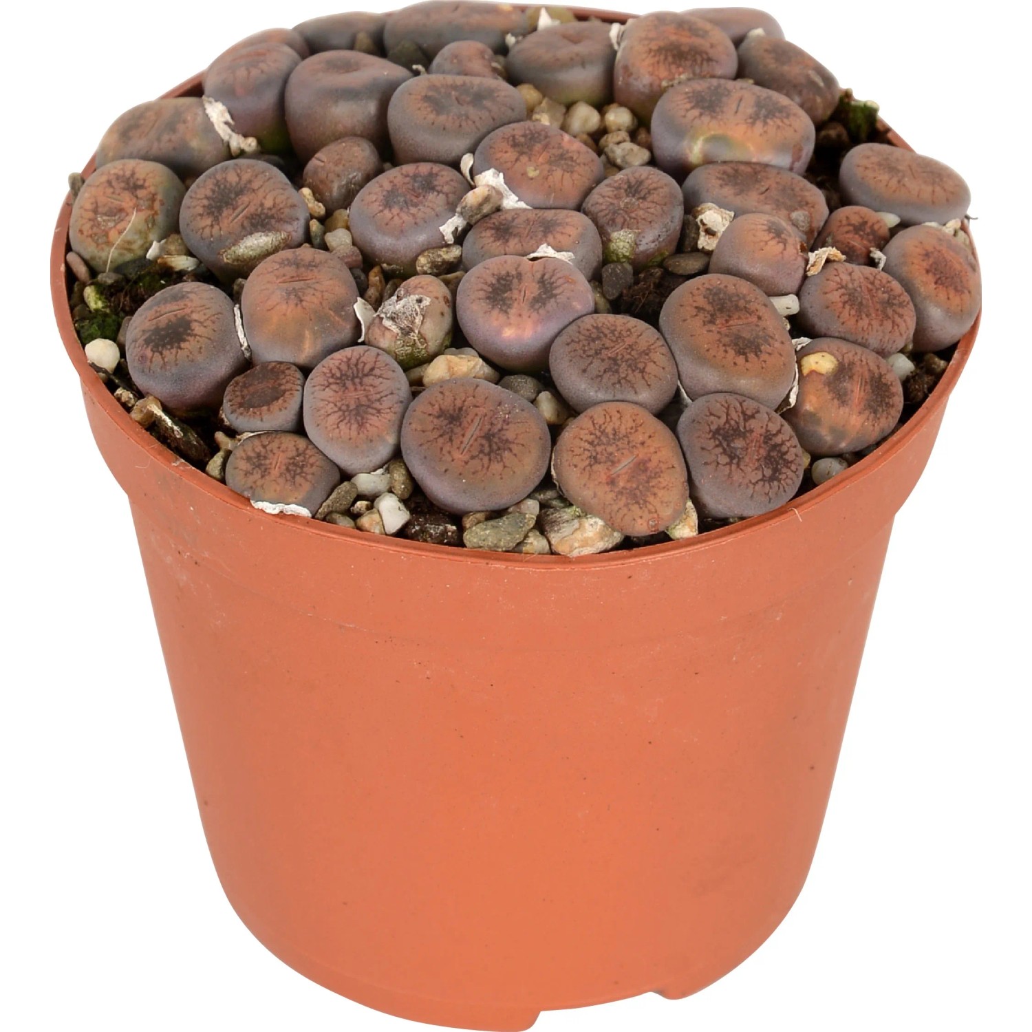 Lebende Steine Topf- ca. 8,5 cm Lithops leslii kaufen bei OBI