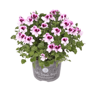 Edelgeranie 'Bella Donna Angel' im Topf, rosa-weiße Blüten mit dunklem Zentrum.
