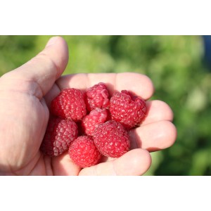 Handvoll reife, rote Blu Himbeeren der Sorte Rubus idaeus.