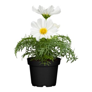 Schmuckkörbchen (Cosmos bipinnatus) mit weißen Blüten im Topf, ca. 13 cm Ø.