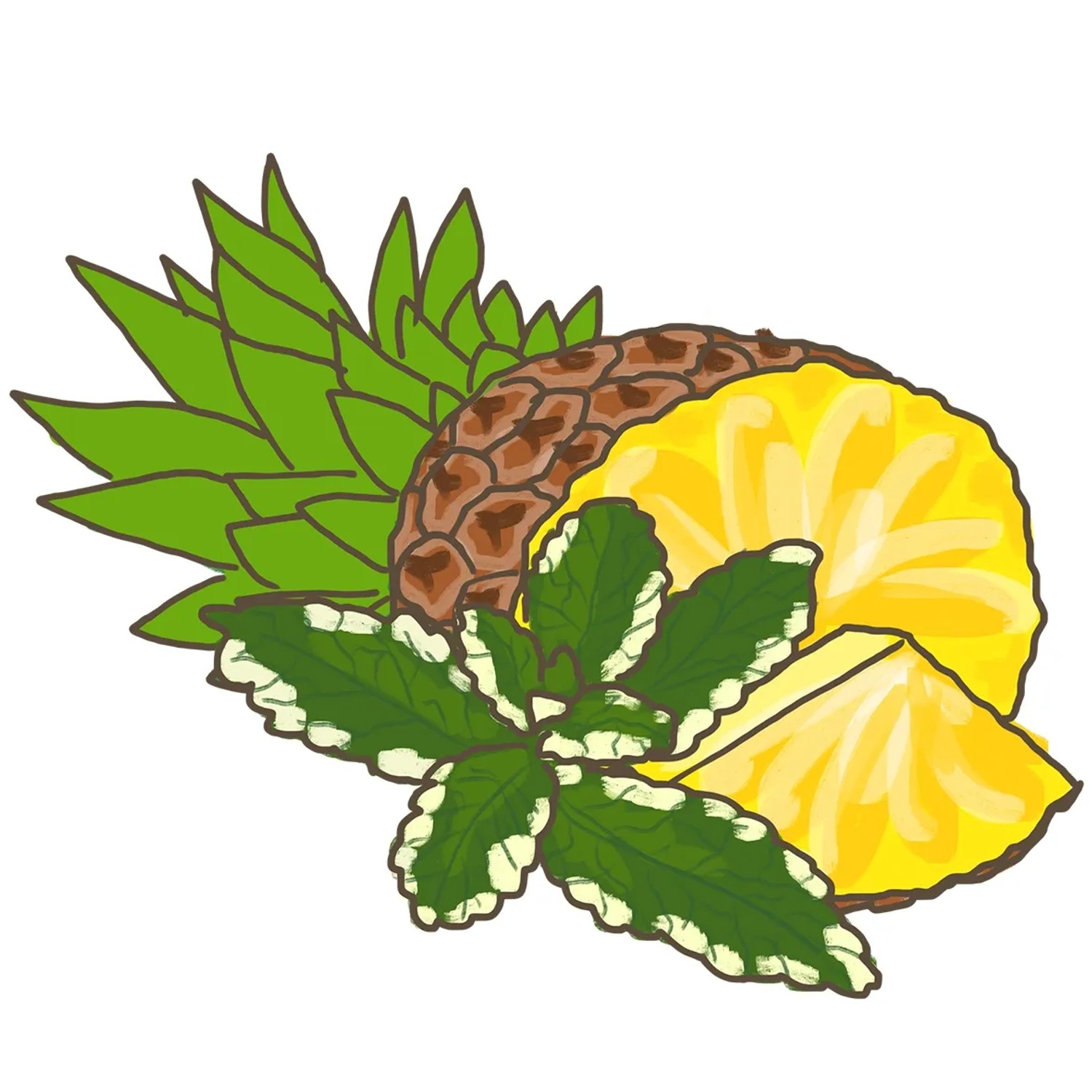 Blu Bio-Ananas-Minze: Topf mit Ananas, Minze. Küchenkräuter mit herb-zitronigem Aroma.