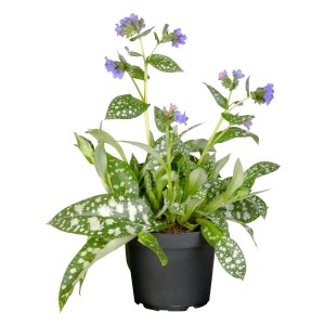 Lungenkraut Trevi Fountain im Topf, grüne Blätter mit weißen Flecken und lila Blüten.