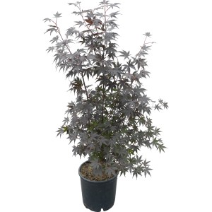 Japanischer Ahorn 'Bloodgood' im Topf, ca. 110 cm hoch, mit dunkelbraunroten Blättern.