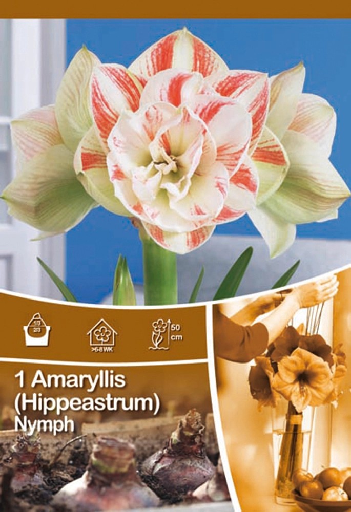 Amaryllis Nymph kaufen bei OBI