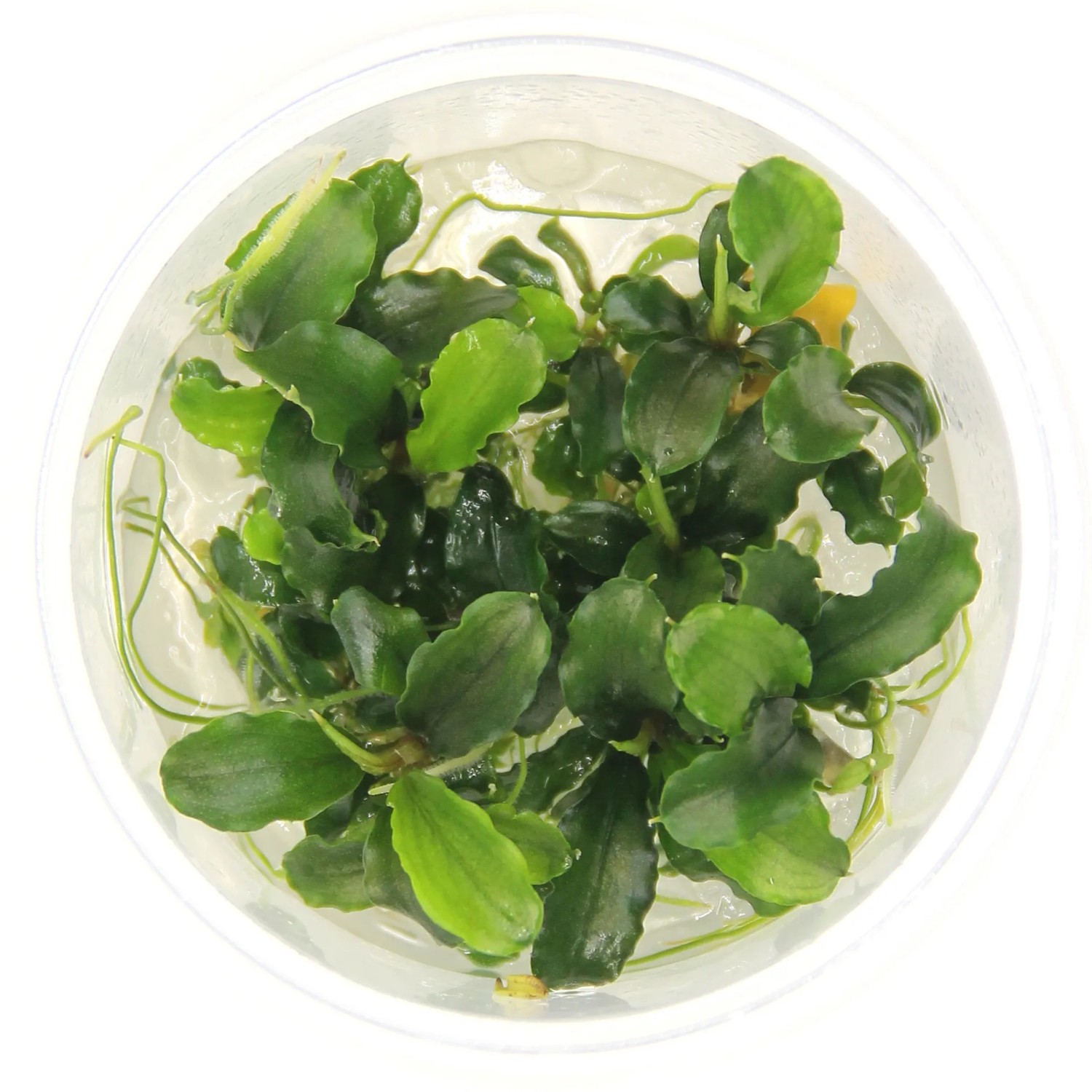 Dennerle Aquariumpflanze Bukit Kelam Grün, Bucephalandra pygmaea im Topf, Nahaufnahme.
