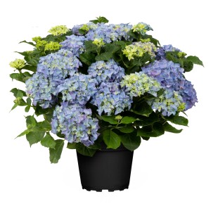 GROW by OBI Hortensie Hi Diva Blue Höhe ca. 30 - 40 cm Topf ca. 5 l Hydrangea