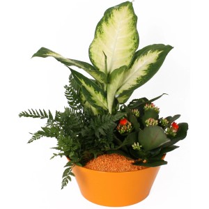 Blüh- und Grünpflanzen Arrangement im orangefarbenen Keramiktopf mit Kalanchoe, Farn und Dieffenbachie.