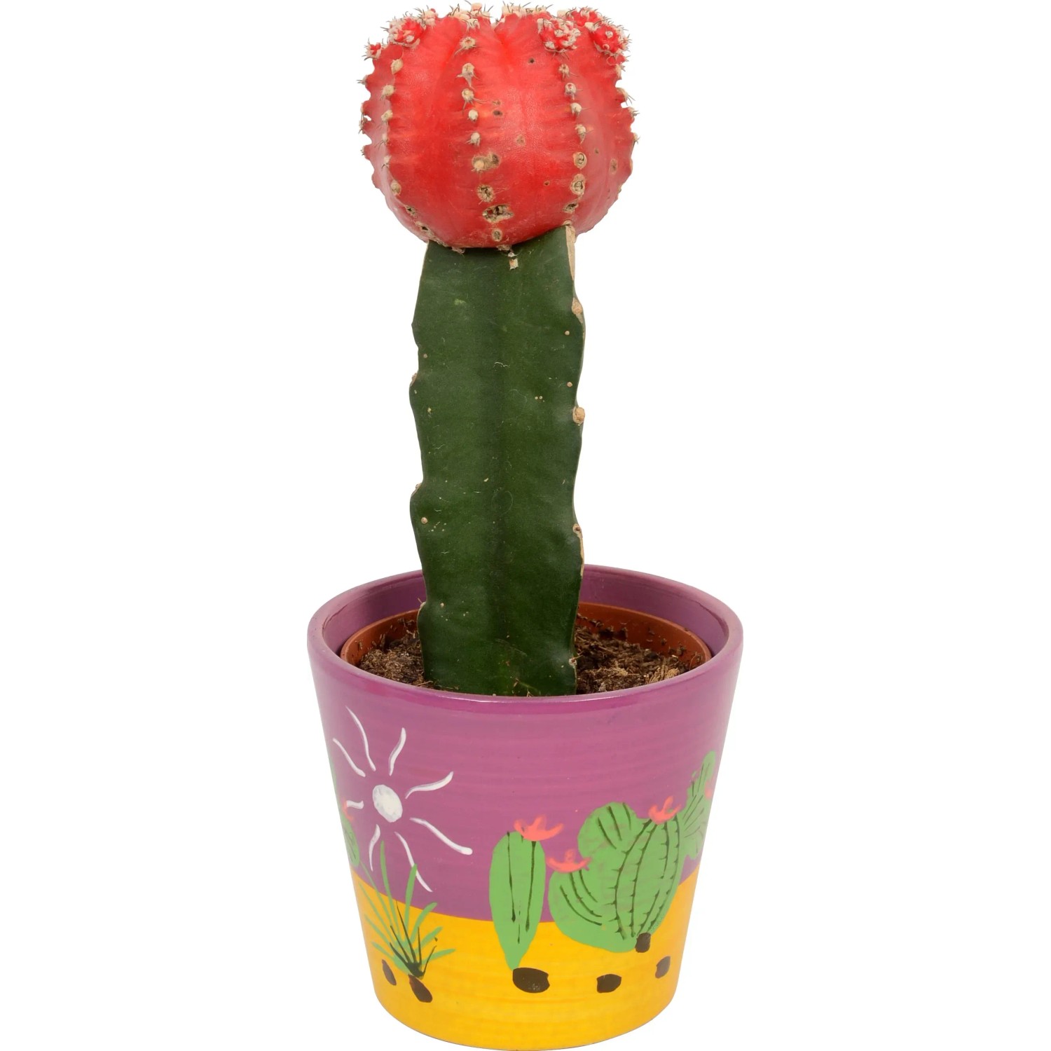 ikea kaktus gießen Euphorbia Acruensis - Kaktus - Ø24cm