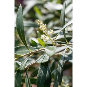 Nahaufnahme eines blühenden Olivenbaums (Olea europaea) mit grünen Blättern und weißen Blüten.