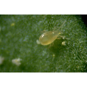 Nahaufnahme einer Raubmilbe auf einem Blatt zur biologischen Schädlingsbekämpfung.