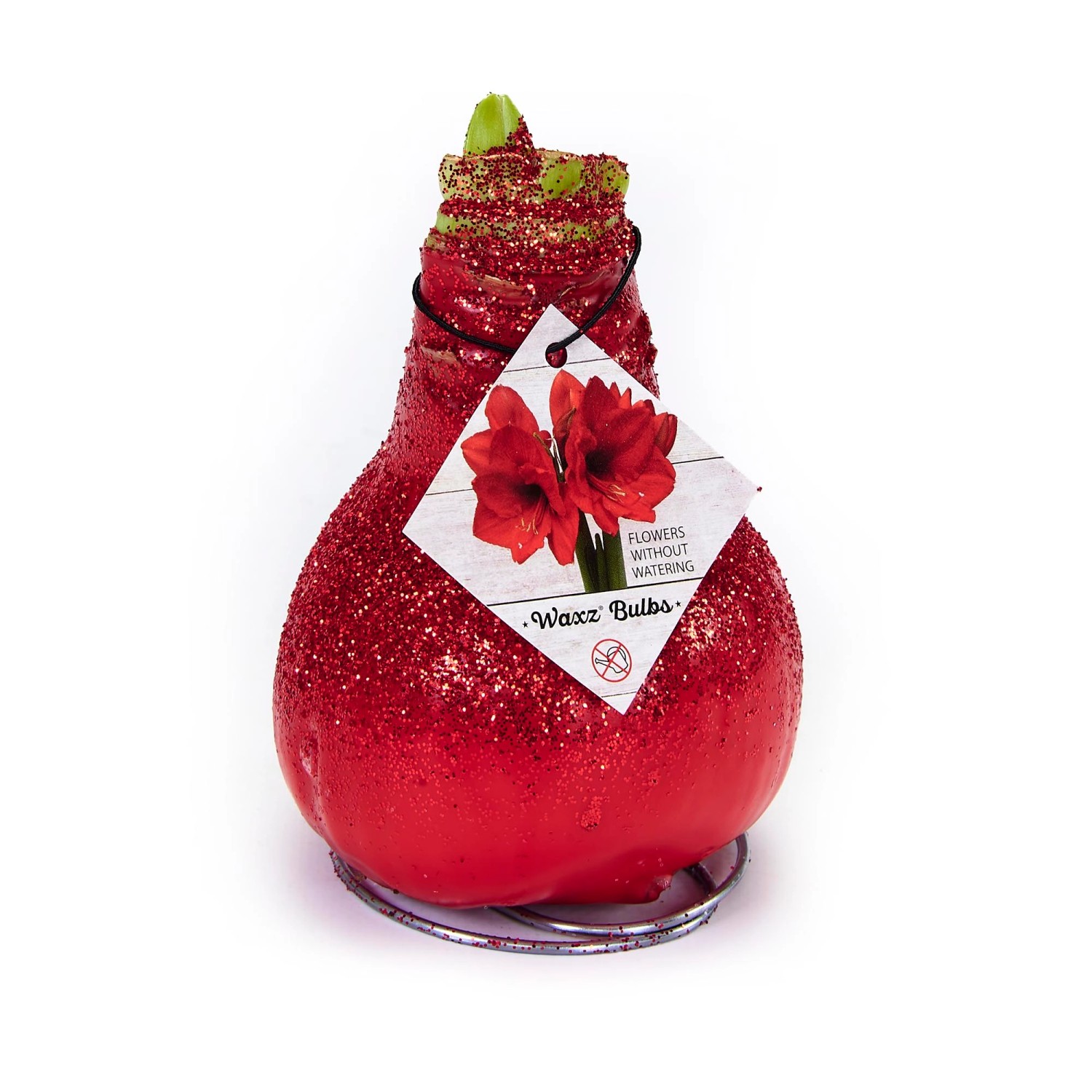 Blumenzwiebel WachsAmaryllis Glitterz Line Rot kaufen bei OBI