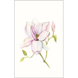 Komar Wandbild Magnolia Shine 50 x 70 cm