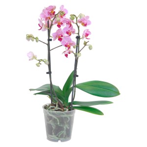 Schmetterlings-Orchidee multiflora 2-Trieber 16+ Blüten verschiedene Farben