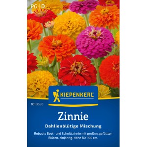 Kiepenkerl Zinnie Dahlienblütige Mischung, Zinnia elegans, farbenprächtige Dahlienblüten
