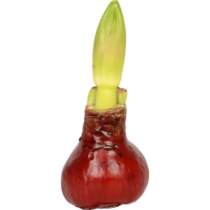 Ritterstern Zwiebel in rotem Wachs mit grünem Trieb, eine dekorative Blühpflanze für den Winter.