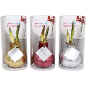 Amaryllis im glitzernden Wachsmantel Topf-Ø ca. 10 cm