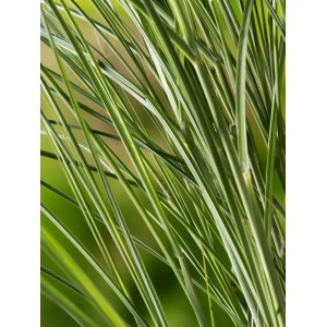 Detailaufnahme von GROW by OBI Chinaschilf Gracillimus mit grünen und weißen Halmen.