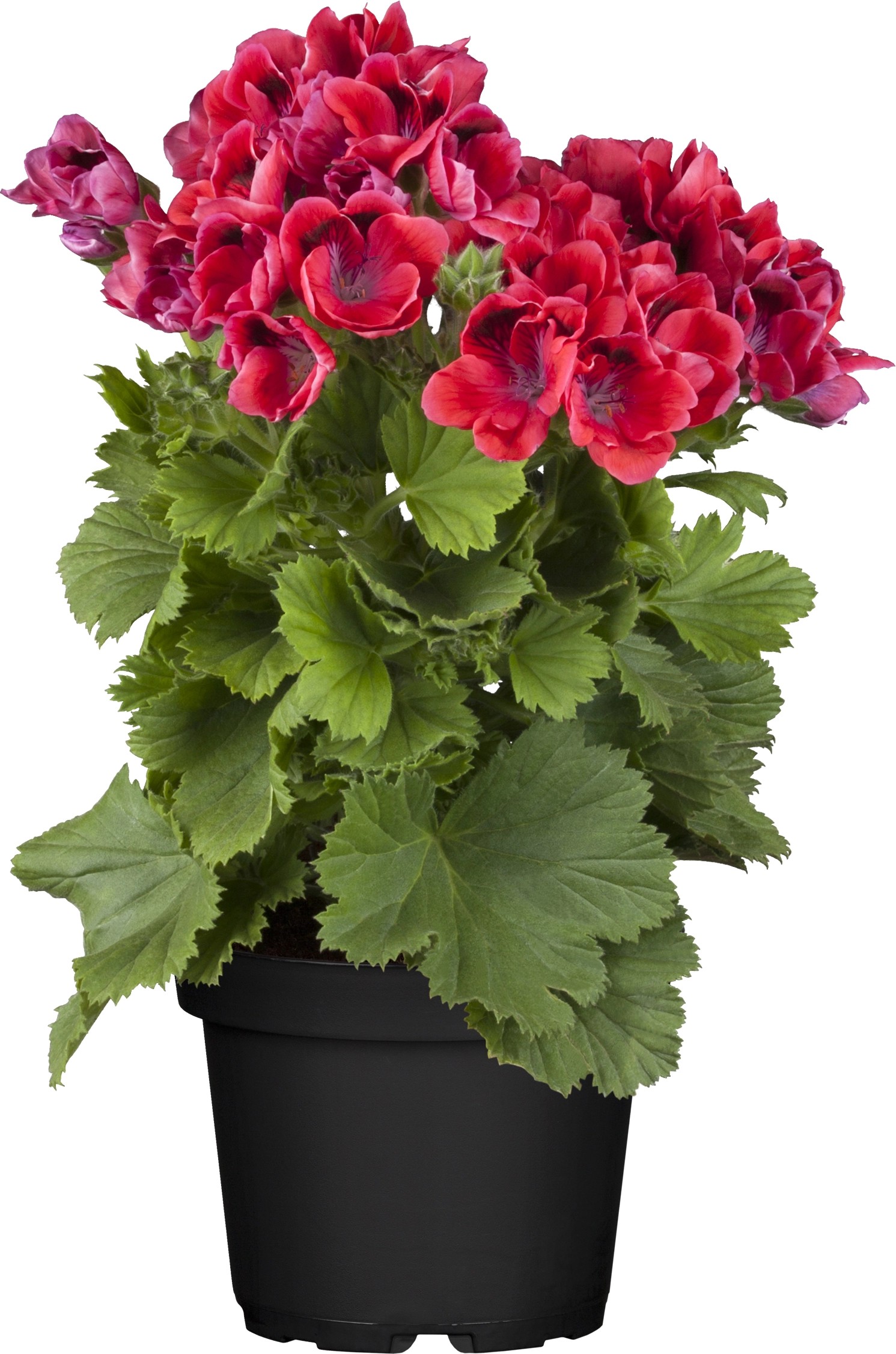 Englische Geranie TopfØ ca. 13 cm Pelargonium kaufen bei OBI