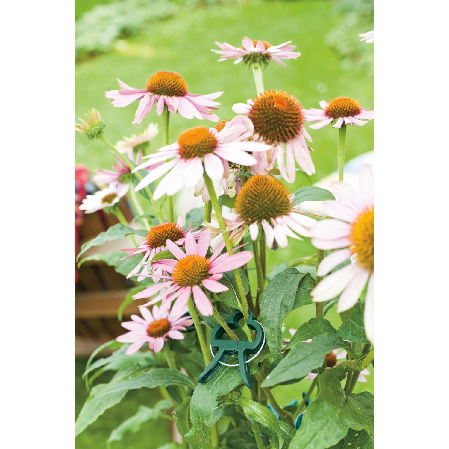 Pflanzen-Bindeset mit Staudenbindern und Pflanzenclips an rosa blühenden Blumen im Garten.