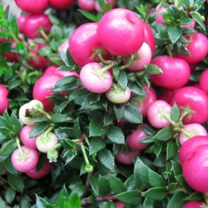 Torfmyrte (Pernettya mucronata) mit rosafarbenen Beeren und grünen Blättern im Topf.