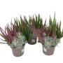 Herbstmix im Topf: Calluna, Muehlenbeckia, Calocephalus und Erica für Balkon und Garten.