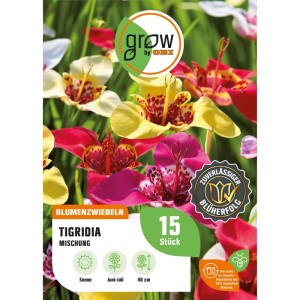 GROW by OBI Tigridia Mischung, Blumenzwiebeln mit farbenfrohen Blüten in Rot, Gelb, Orange und Rosa.