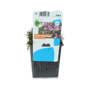 Zarter Gauchheil Rosa-Pink Topf-Ø ca. 11 cm Anagallis tenella